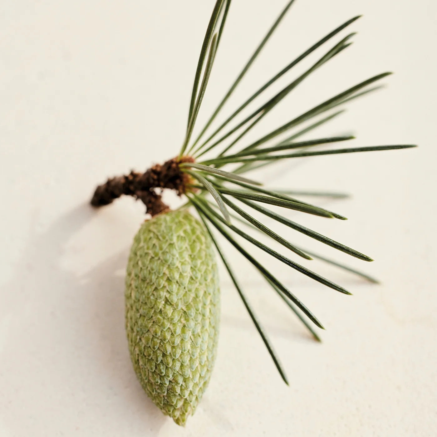 ATELIER DES FLEURS CEDRUS – CHLOÉ